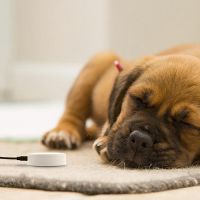 Zakres zastosowa� - zwierz�ta